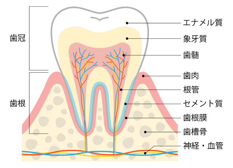 歯の構造|こばやし歯科