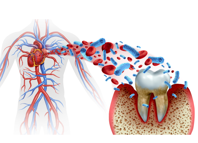 全身との深い関わり｜こばやし歯科
